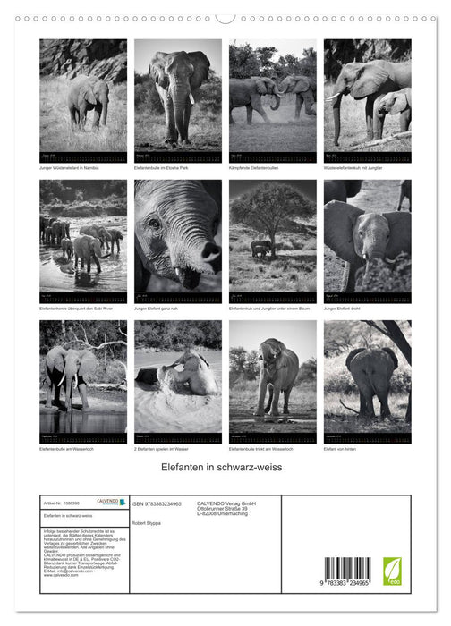 Elephants in black and white (CALVENDO Premium Wall Calendar 2024) 