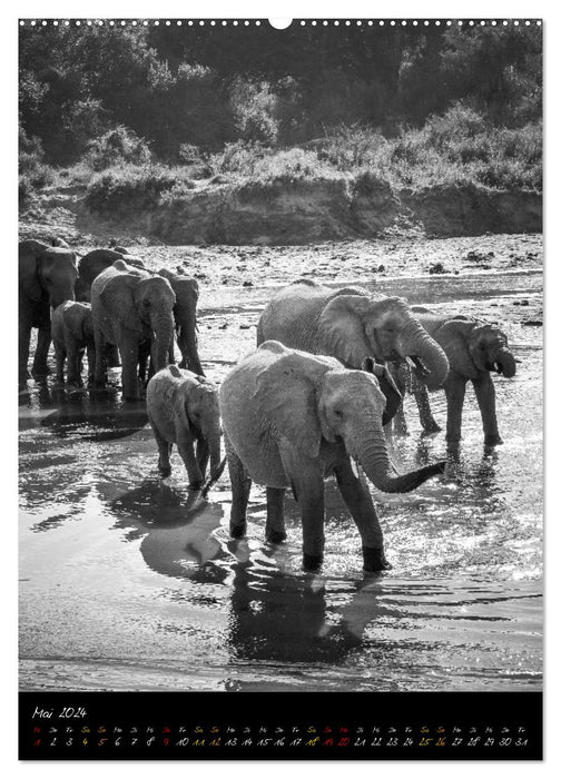 Elefanten in schwarz-weiss (CALVENDO Premium Wandkalender 2024)