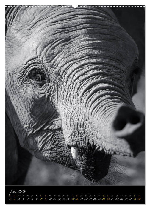 Elephants in black and white (CALVENDO Premium Wall Calendar 2024) 