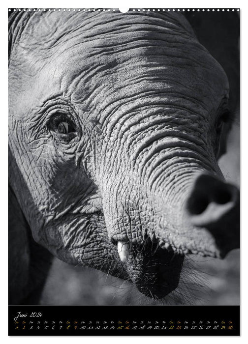 Elefanten in schwarz-weiss (CALVENDO Premium Wandkalender 2024)