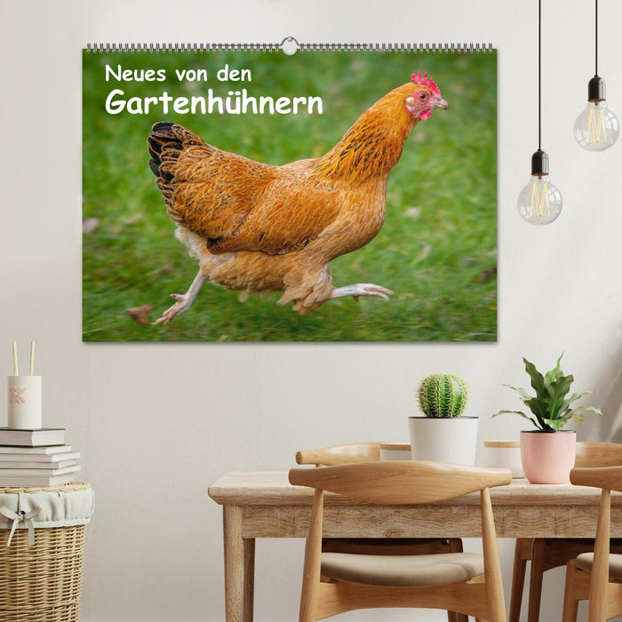 Actualités des poules du jardin (Calendrier mural CALVENDO 2024) 