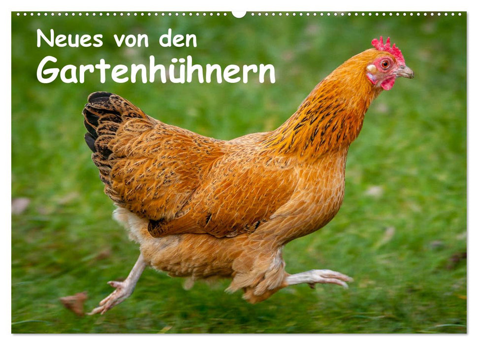 Neues von den Gartenhühnern (CALVENDO Wandkalender 2024)