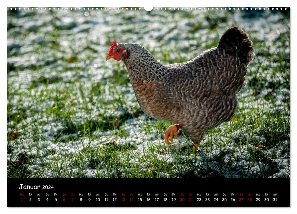 Actualités des poules du jardin (Calendrier mural CALVENDO 2024) 