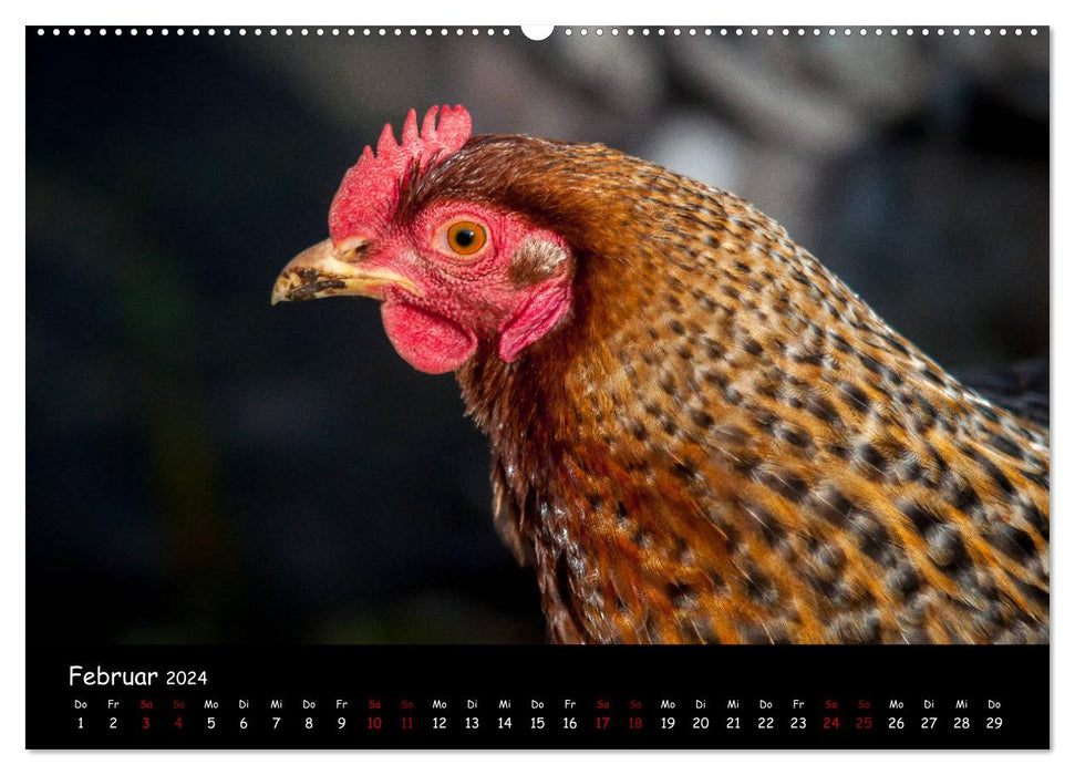 Actualités des poules du jardin (Calendrier mural CALVENDO 2024) 