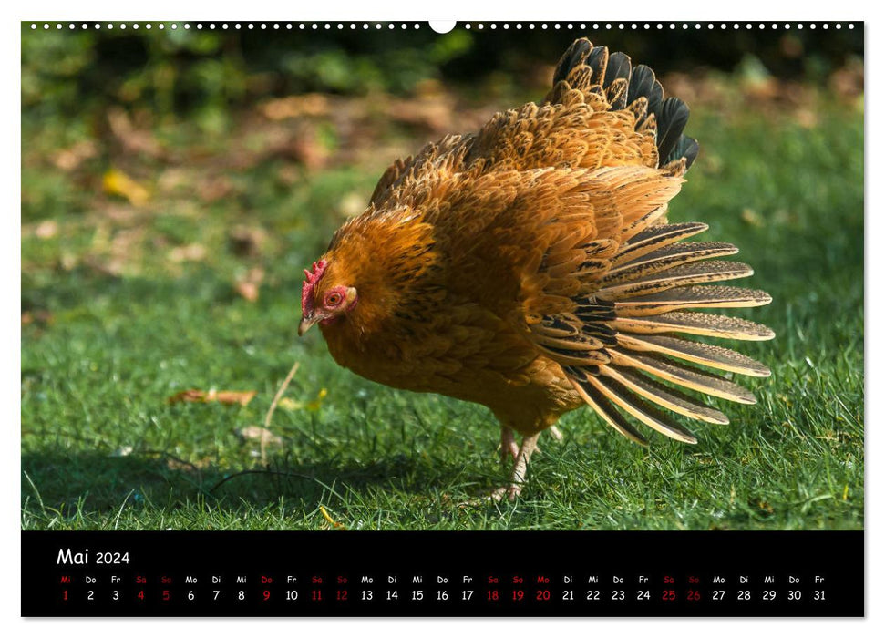 Neues von den Gartenhühnern (CALVENDO Wandkalender 2024)