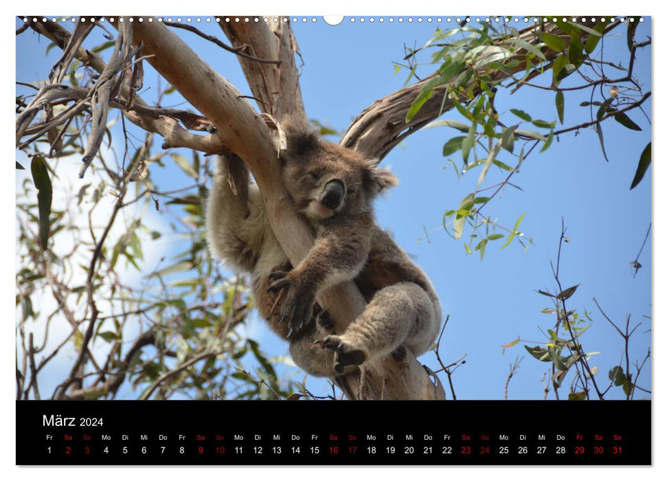 Australian Wildlife (CALVENDO Wandkalender 2024)