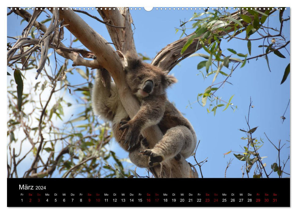 Faune australienne (calendrier mural CALVENDO 2024) 