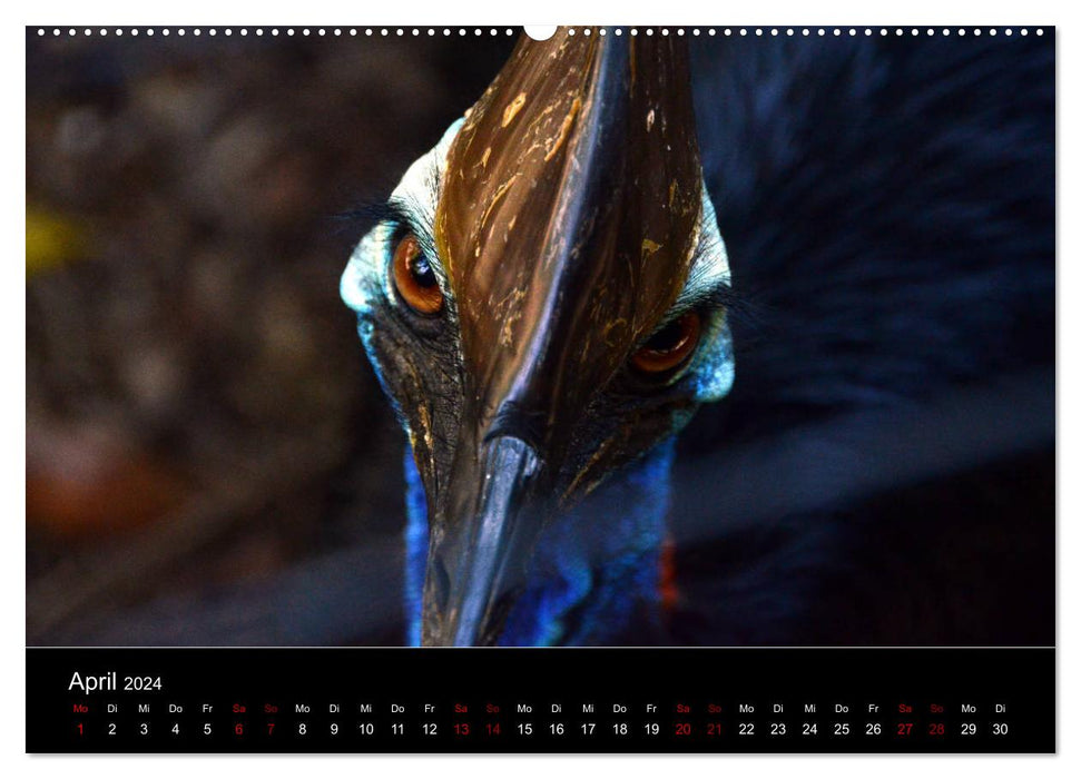 Australian Wildlife (CALVENDO Wandkalender 2024)