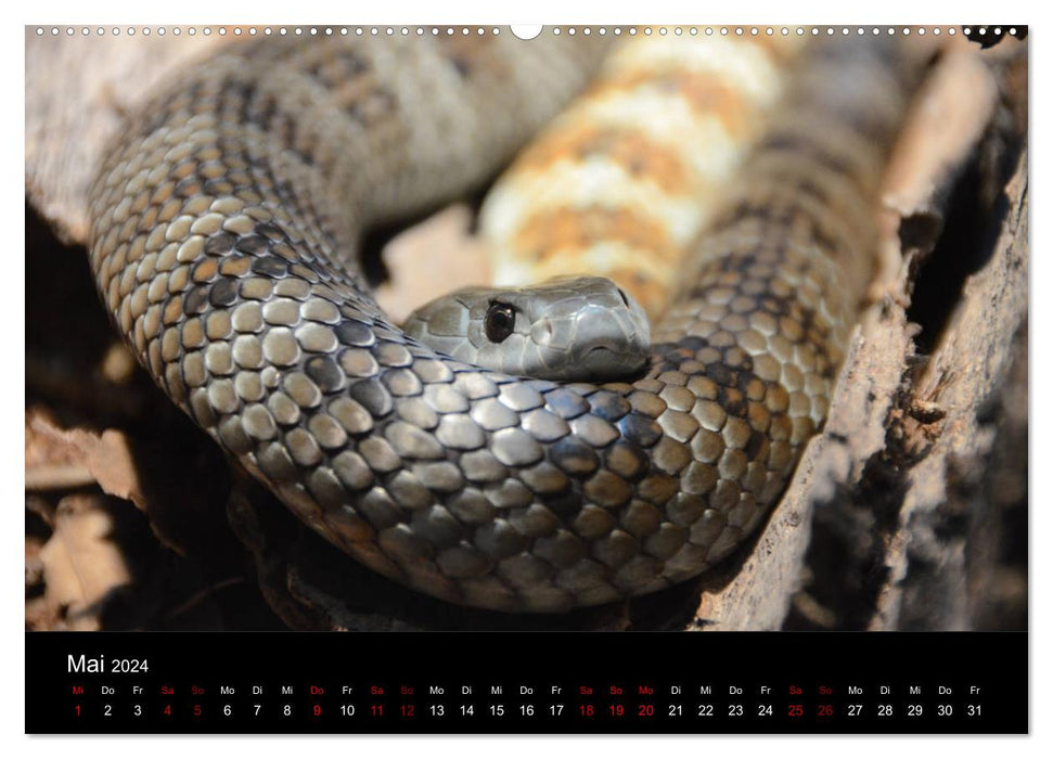 Australian Wildlife (CALVENDO Wandkalender 2024)