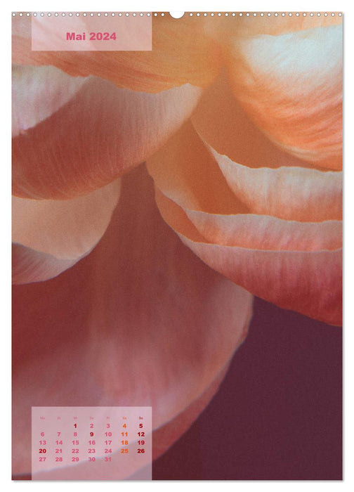 Die Königin der Rosen (CALVENDO Premium Wandkalender 2024)