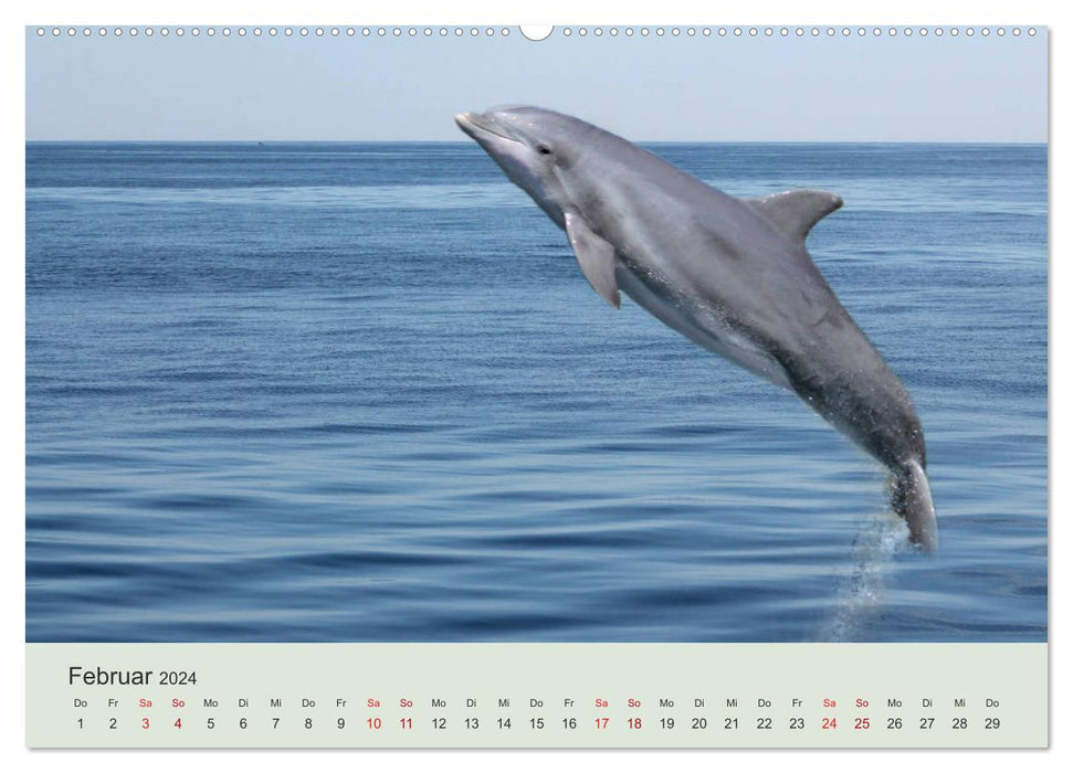 Le monde des dauphins (Calendrier mural CALVENDO 2024) 