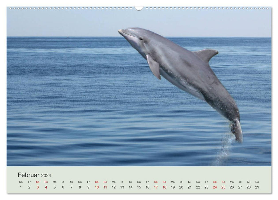 Die Welt der Delphine (CALVENDO Wandkalender 2024)