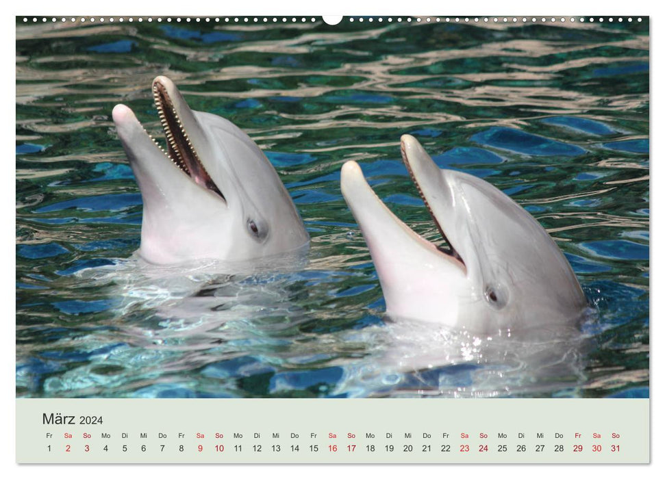 Die Welt der Delphine (CALVENDO Wandkalender 2024)