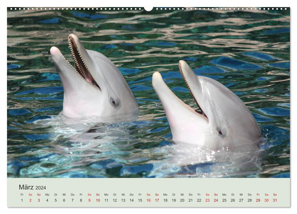 Le monde des dauphins (Calendrier mural CALVENDO 2024) 