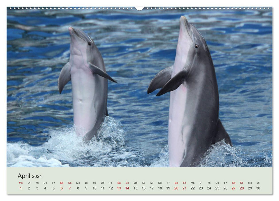 Le monde des dauphins (Calendrier mural CALVENDO 2024) 