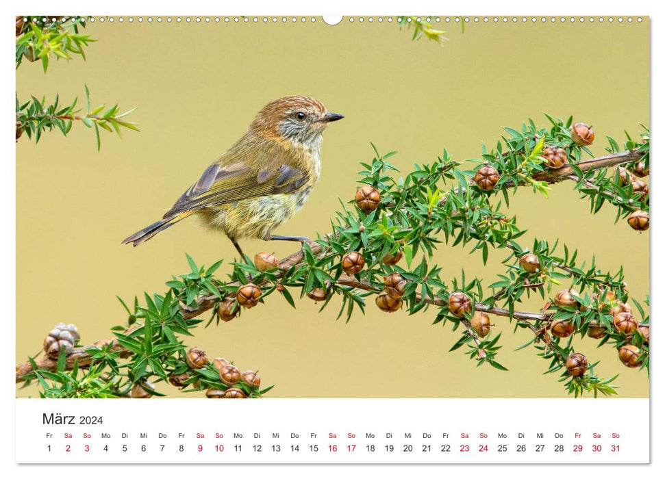 Oiseaux chanteurs d'Australie (Calvendo Premium Wall Calendar 2024) 