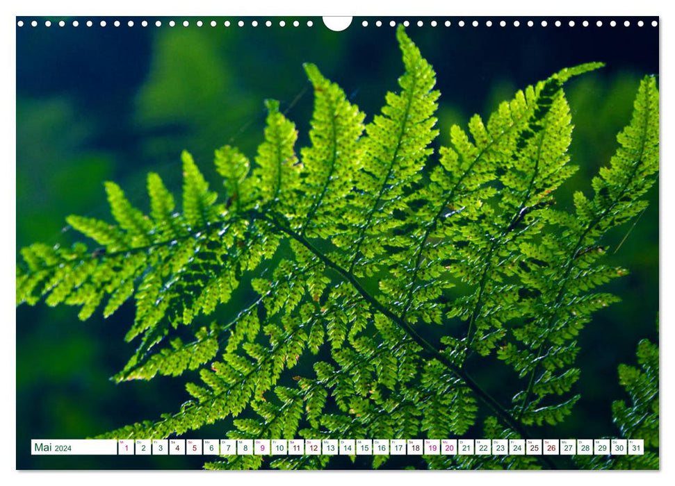 GREEN . The power of nature (CALVENDO wall calendar 2024) 