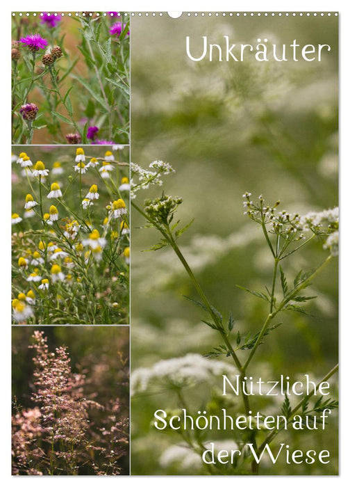 Mauvaises herbes – Beautés utiles dans les prés (Calendrier mural CALVENDO 2024) 