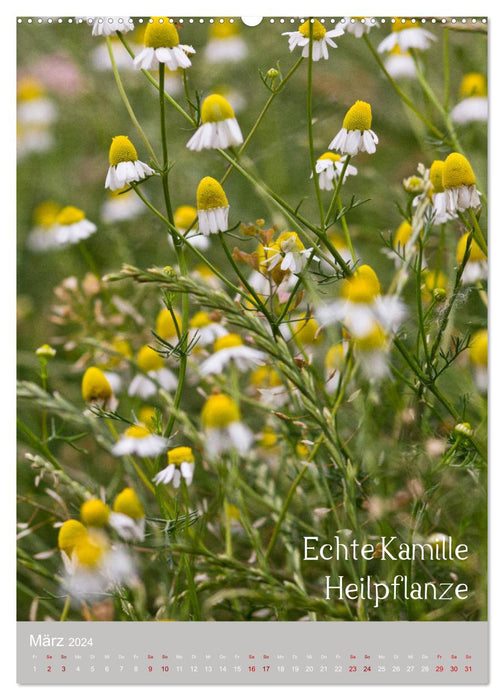 Unkräuter – Nützliche Schönheiten auf der Wiese (CALVENDO Wandkalender 2024)