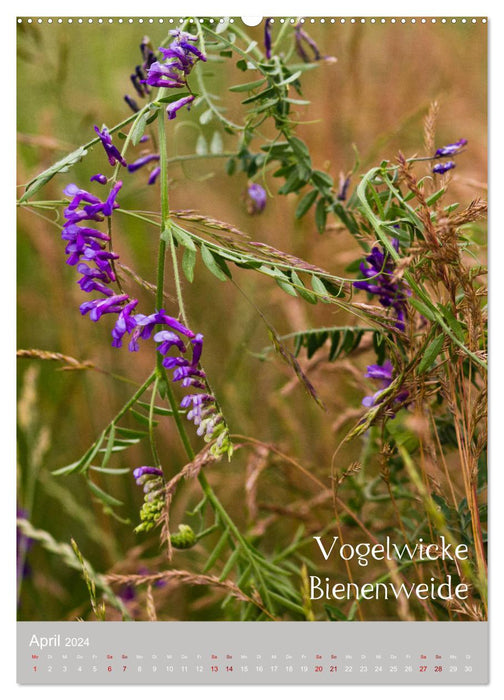 Mauvaises herbes – Beautés utiles dans les prés (Calendrier mural CALVENDO 2024) 