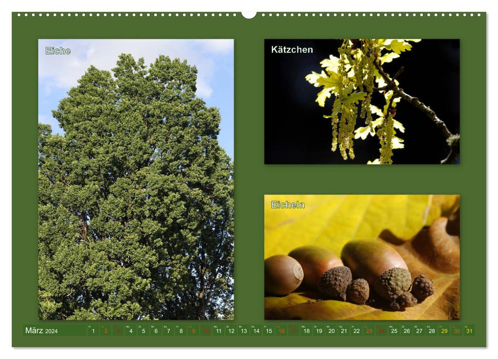 Faszinierende Bäume (CALVENDO Wandkalender 2024)