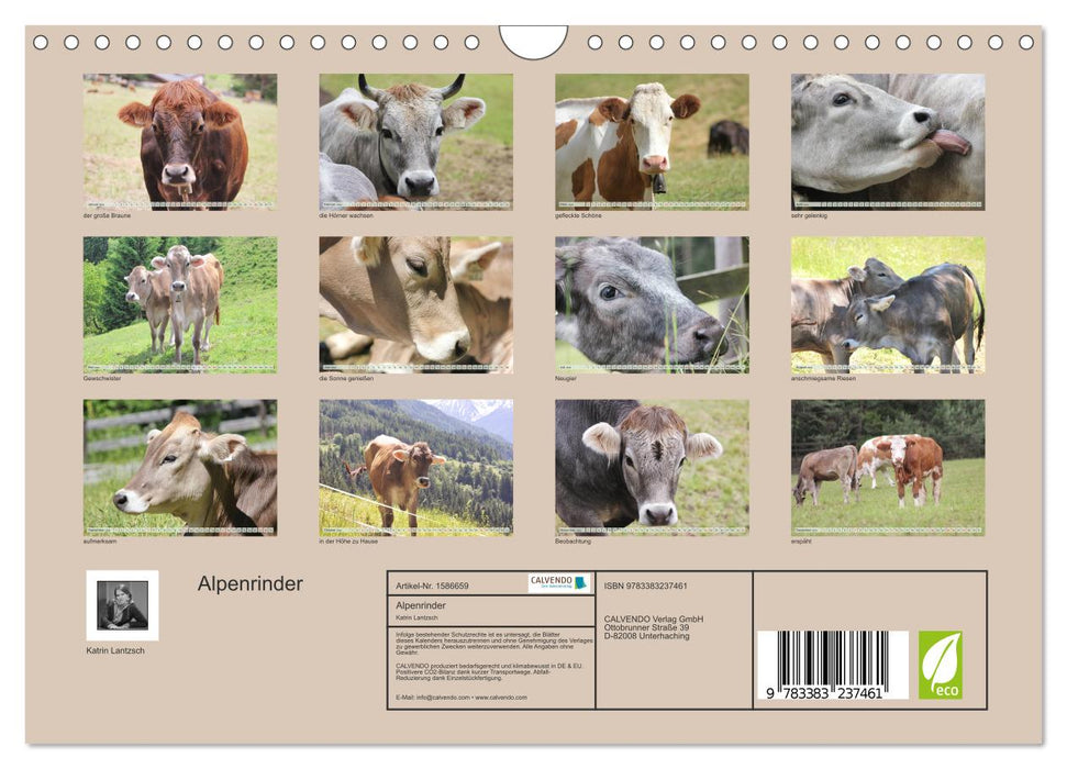 Alpenrinder (CALVENDO Wandkalender 2024)