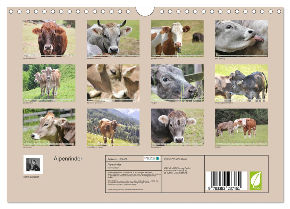 Bovins alpins (calendrier mural CALVENDO 2024) 