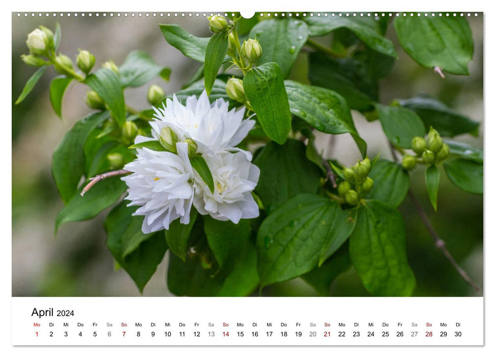 Klosterinsel Reichenau - UNESCO-Welterbe am Bodensee (CALVENDO Wandkalender 2024)