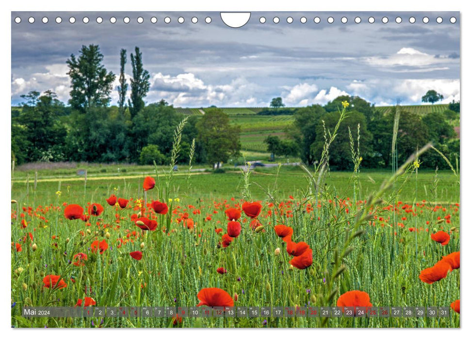 Weinland Pfalz - Region Südliche Weinstraße (CALVENDO Wandkalender 2024)