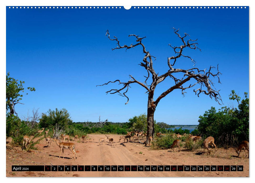 Fascination Botswana (Calendrier mural CALVENDO 2024) 