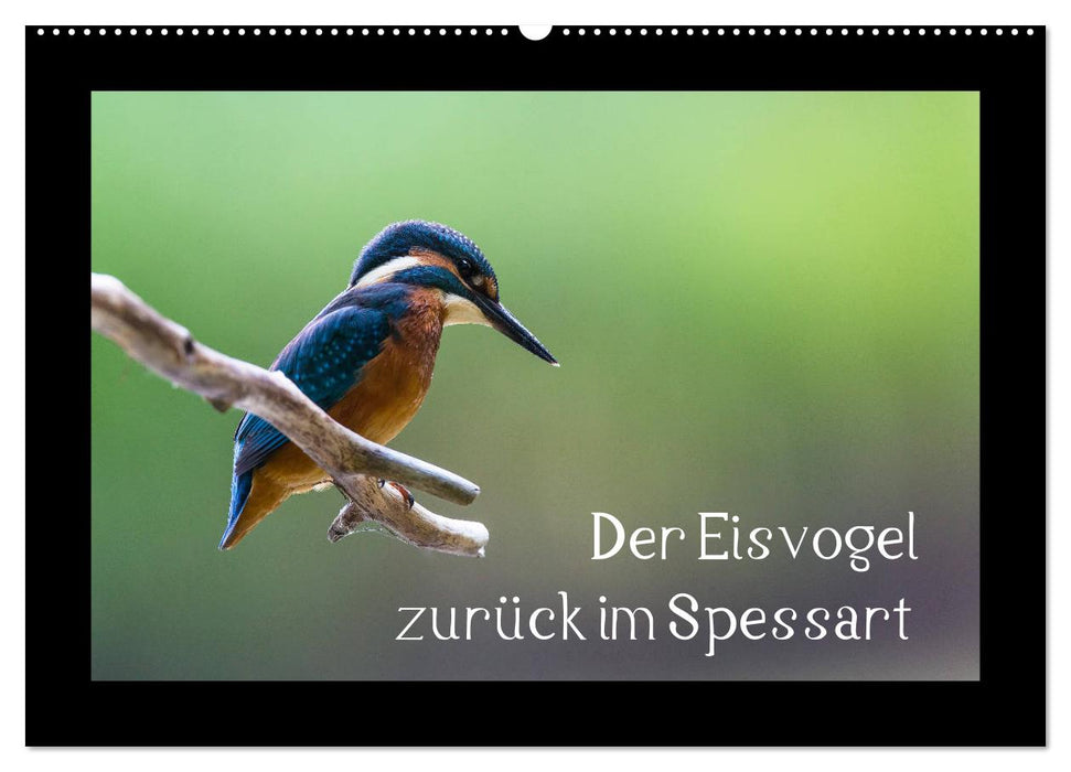 Der Eisvogel zurück im Spessart (CALVENDO Wandkalender 2024)