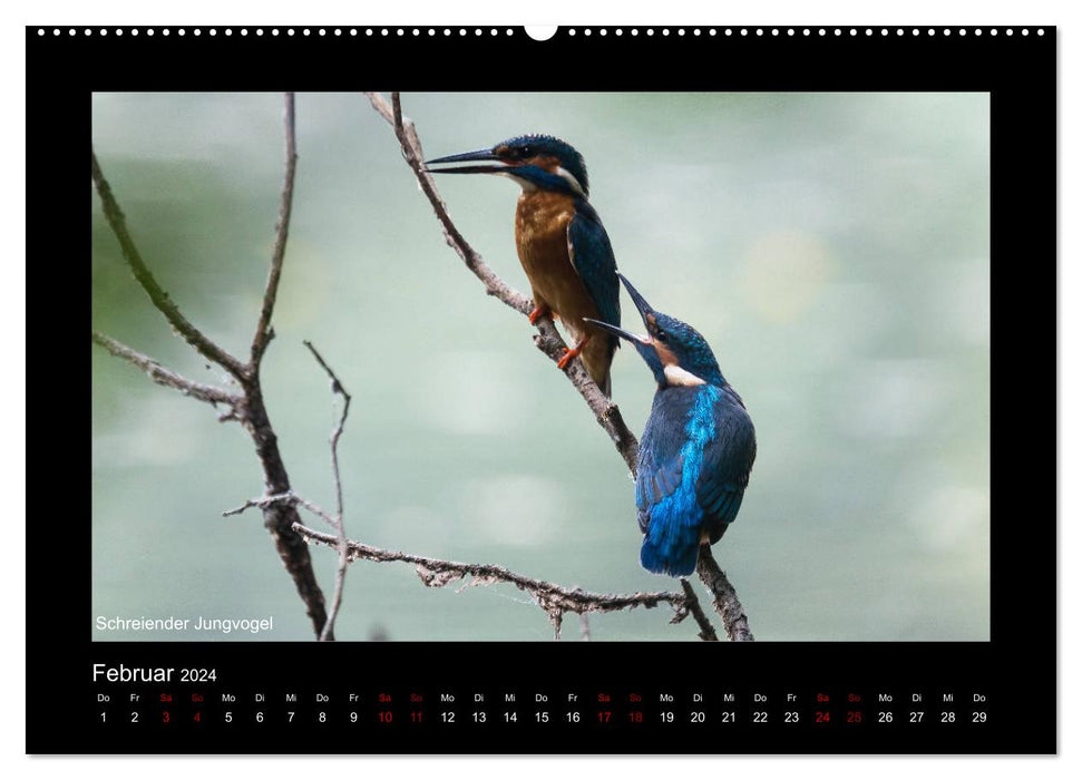 Der Eisvogel zurück im Spessart (CALVENDO Wandkalender 2024)