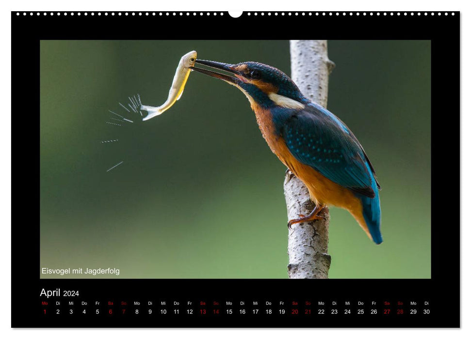 Der Eisvogel zurück im Spessart (CALVENDO Wandkalender 2024)