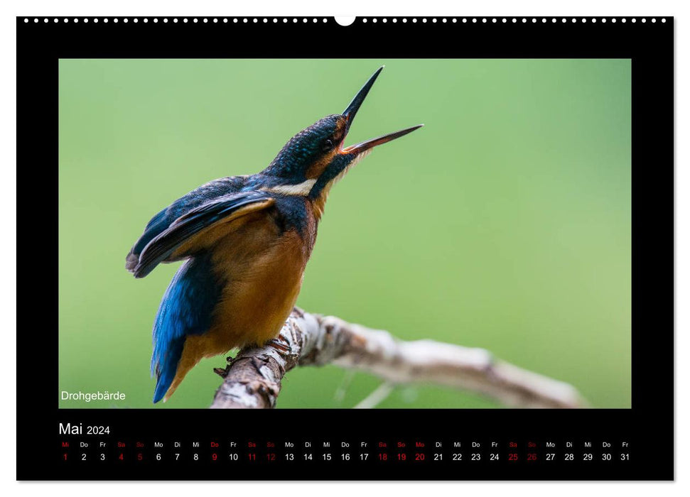 Der Eisvogel zurück im Spessart (CALVENDO Wandkalender 2024)