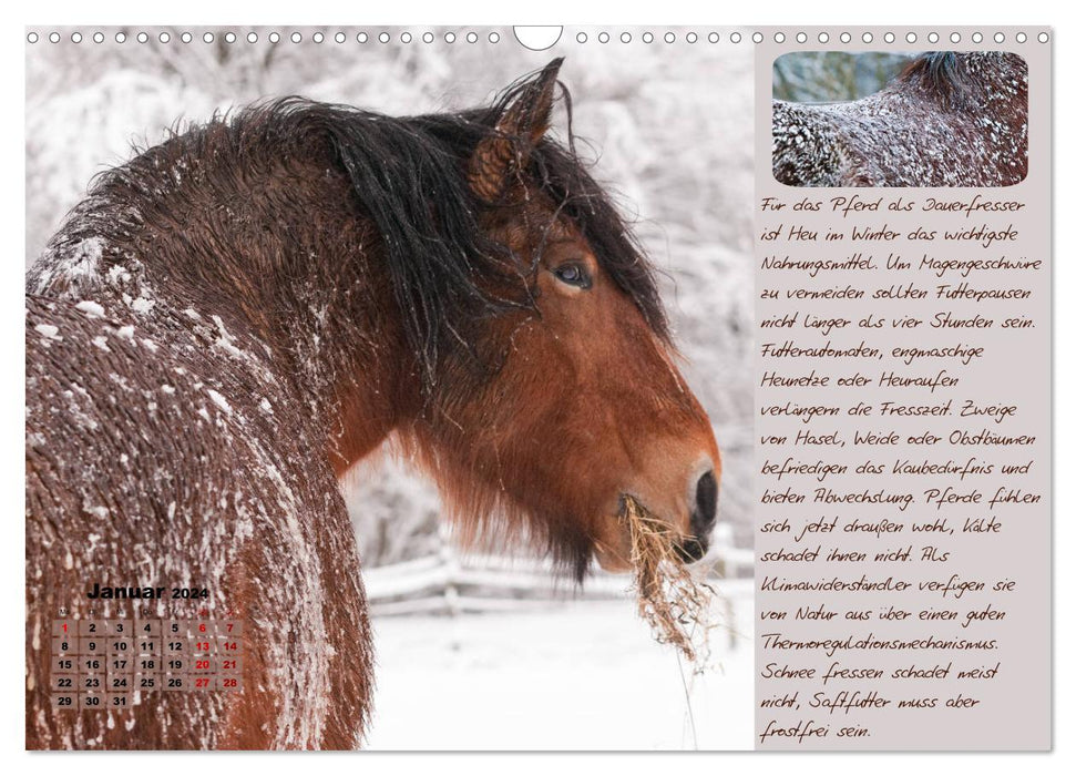 Conseils et informations utiles pour l'entretien des chevaux (Calendrier mural CALVENDO 2024) 