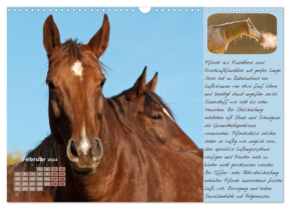 Conseils et informations utiles pour l'entretien des chevaux (Calendrier mural CALVENDO 2024) 