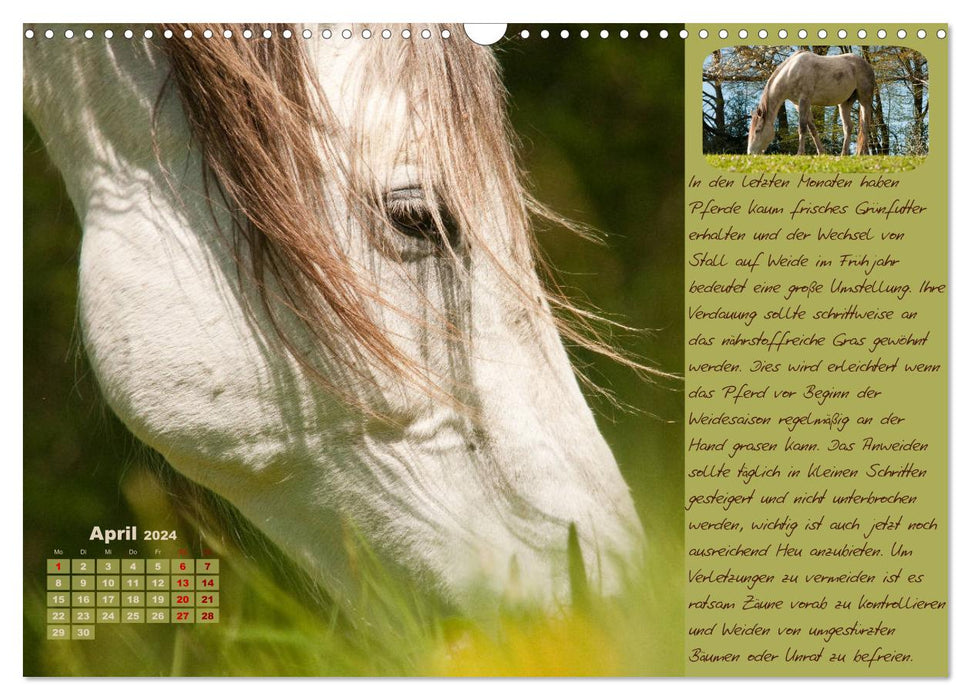 Conseils et informations utiles pour l'entretien des chevaux (Calendrier mural CALVENDO 2024) 