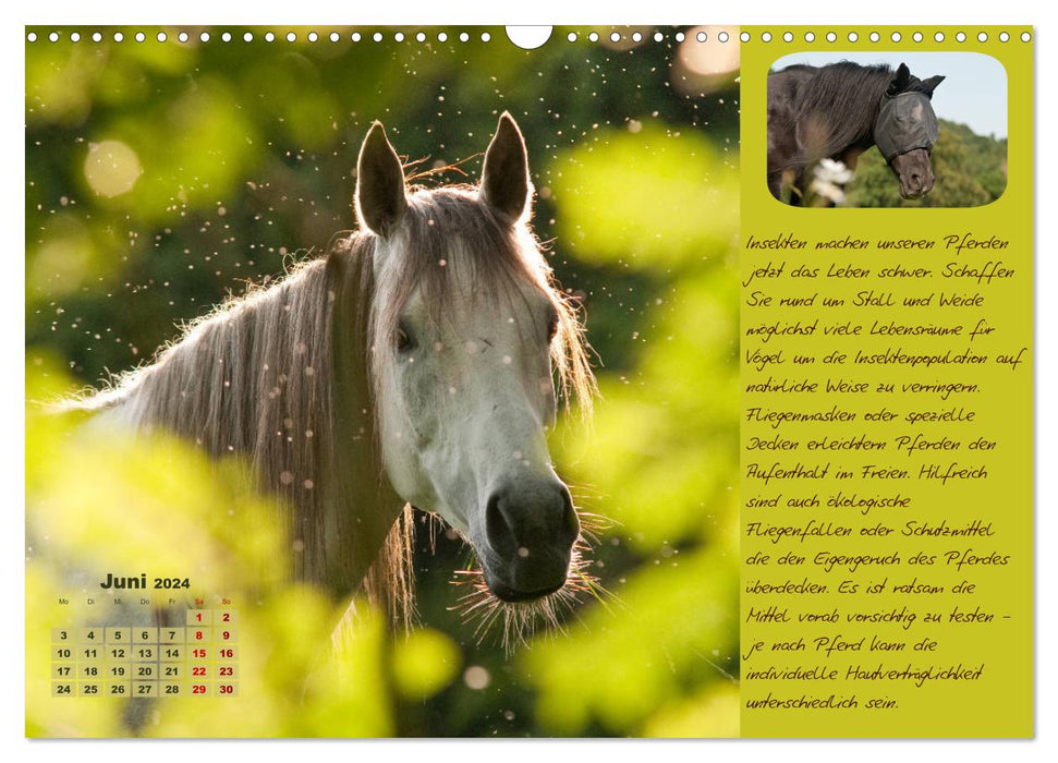 Conseils et informations utiles pour l'entretien des chevaux (Calendrier mural CALVENDO 2024) 