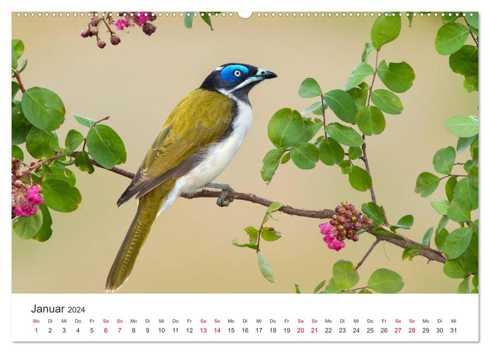 Singvögel aus Australien (CALVENDO Wandkalender 2024)