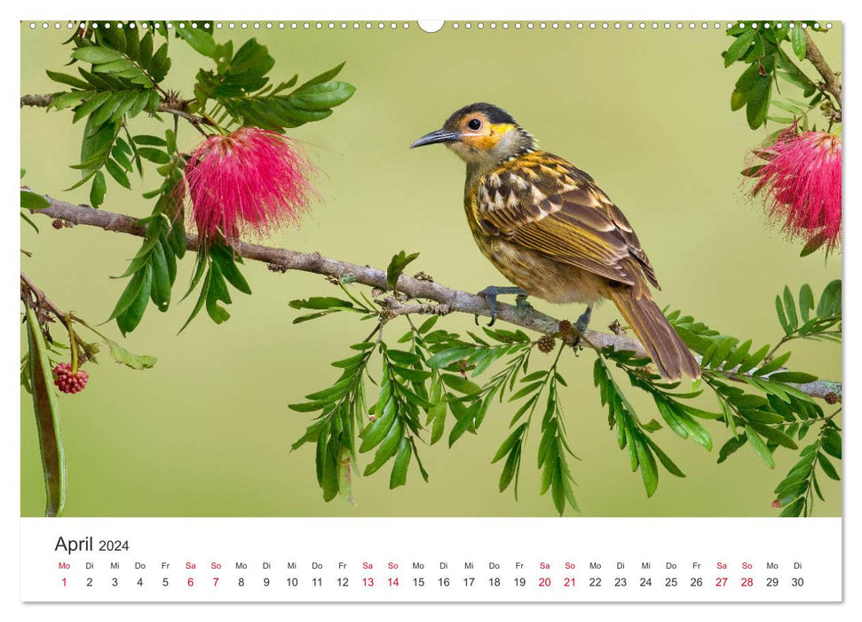 Singvögel aus Australien (CALVENDO Wandkalender 2024)