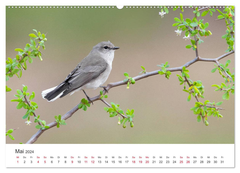 Oiseaux chanteurs d’Australie (calendrier mural CALVENDO 2024) 