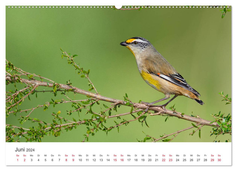 Oiseaux chanteurs d’Australie (calendrier mural CALVENDO 2024) 