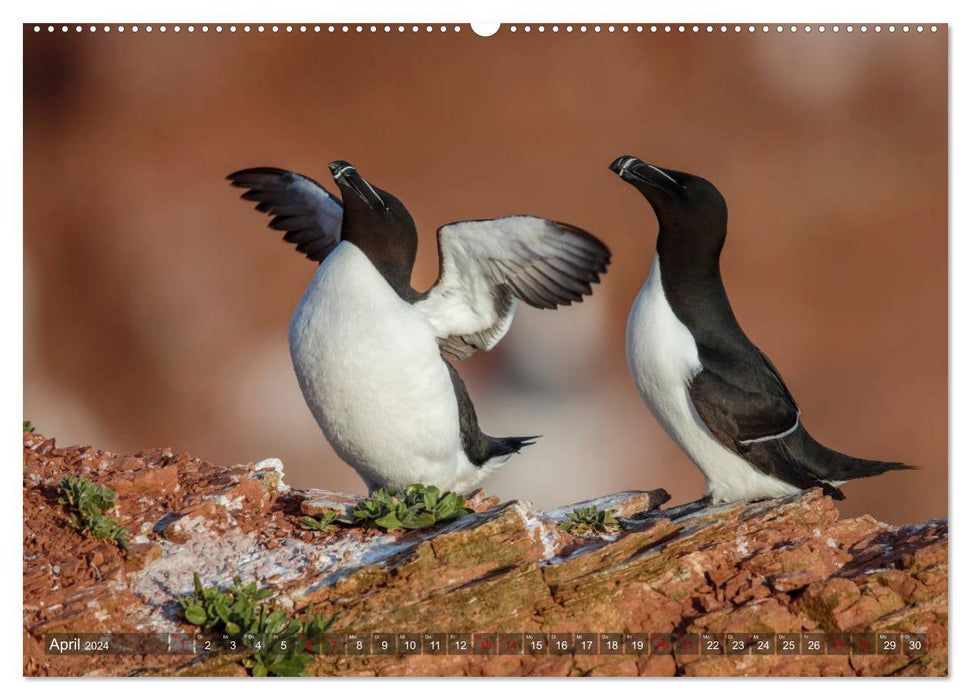 Wildes Helgoland - Basstölpel, Kegelrobbe und Co. 2024 (CALVENDO Premium Wandkalender 2024)