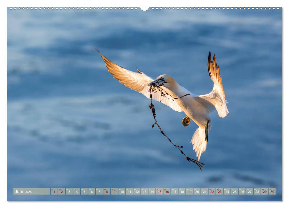 Wildes Helgoland - Basstölpel, Kegelrobbe und Co. 2024 (CALVENDO Premium Wandkalender 2024)