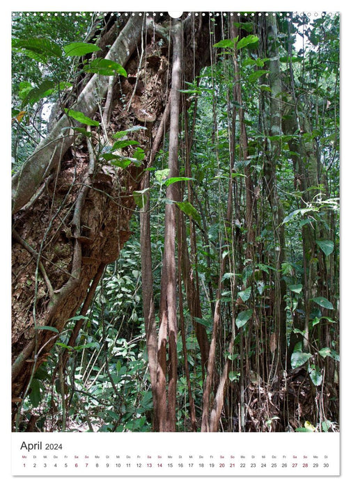 Colombie - Nature et Culture (Calendrier mural CALVENDO 2024) 