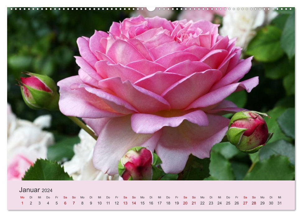 Rosen Reigen im Garten (CALVENDO Wandkalender 2024)