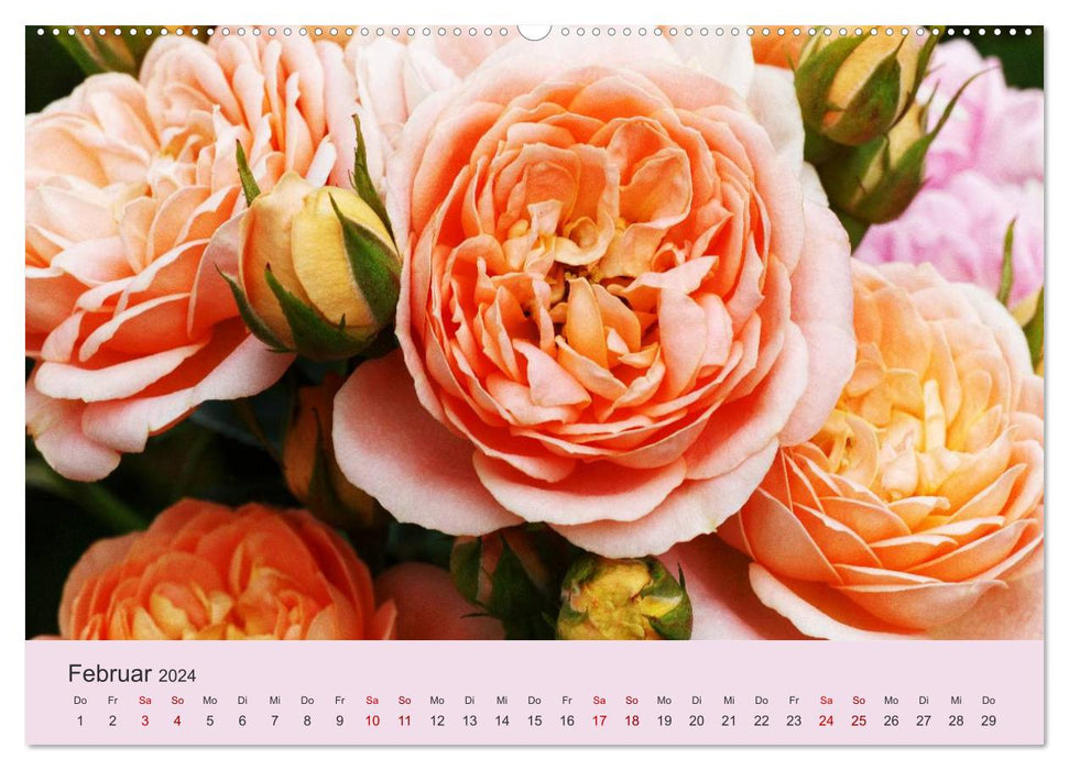 Les roses dansent dans le jardin (Calendrier mural CALVENDO 2024) 