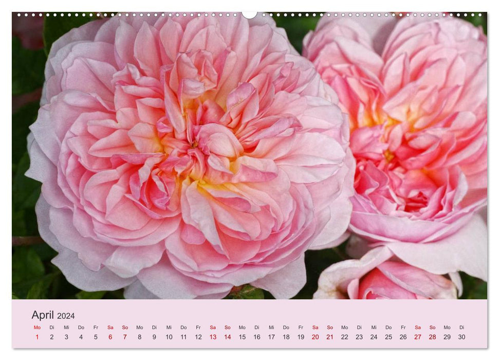 Les roses dansent dans le jardin (Calendrier mural CALVENDO 2024) 