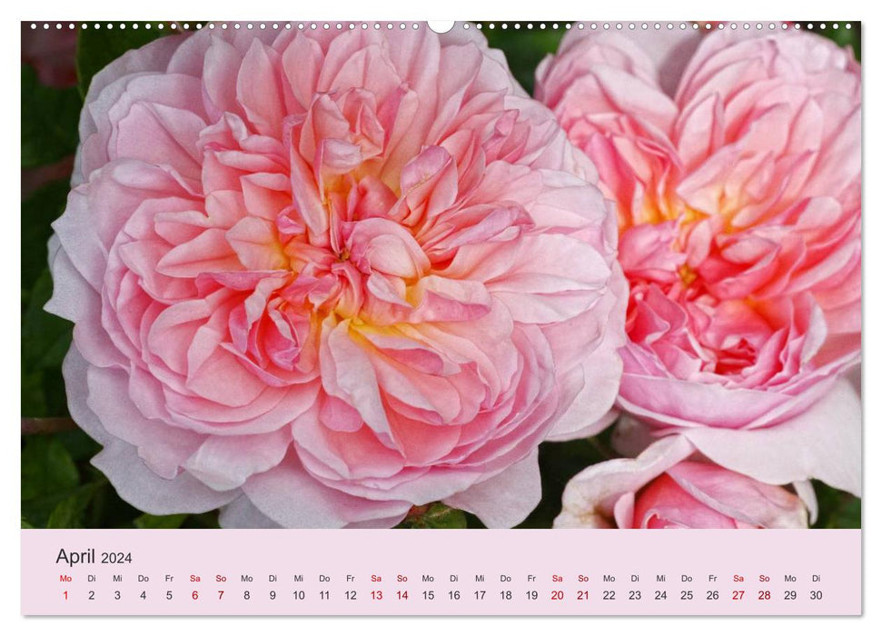 Rosen Reigen im Garten (CALVENDO Wandkalender 2024)