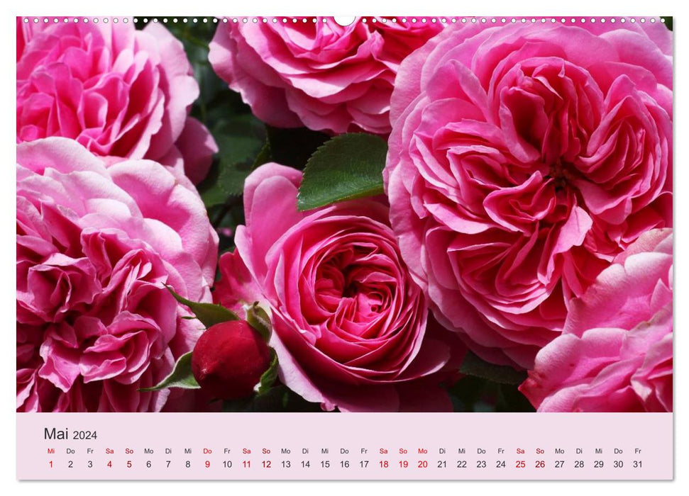 Les roses dansent dans le jardin (Calendrier mural CALVENDO 2024) 